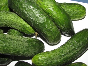 cucumbers suitable for fermentation